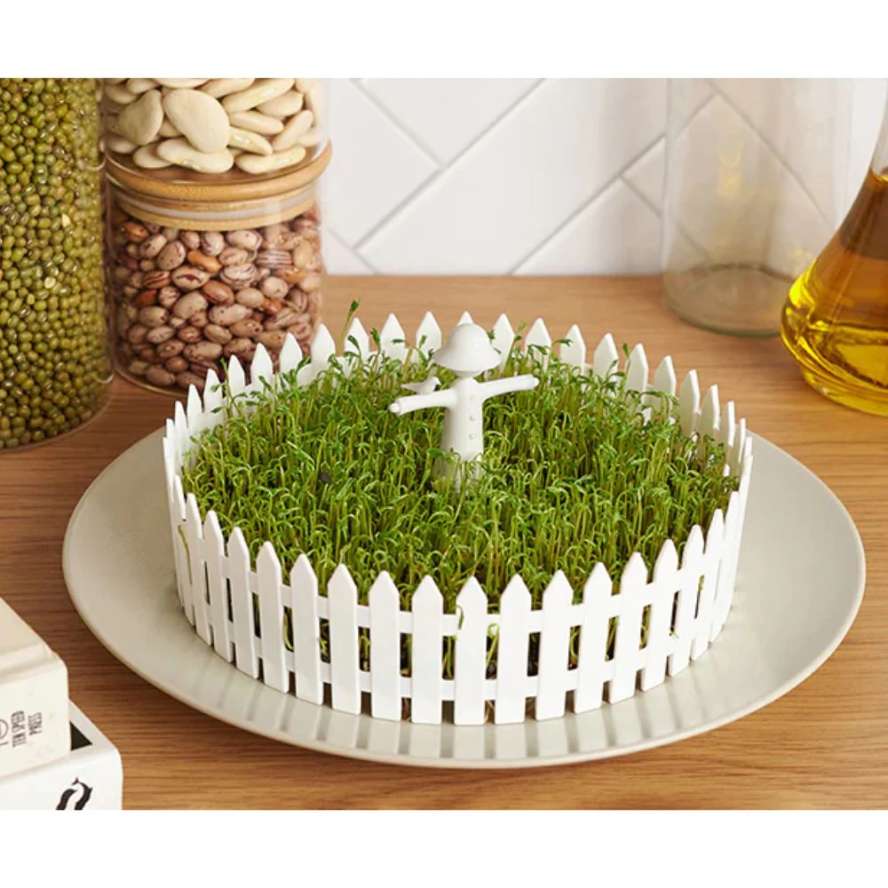 מעמד להנבטת זרעים Seed Field - Image 3